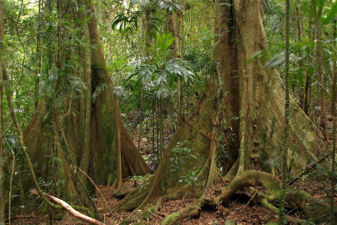Photo of Others in Springbrook