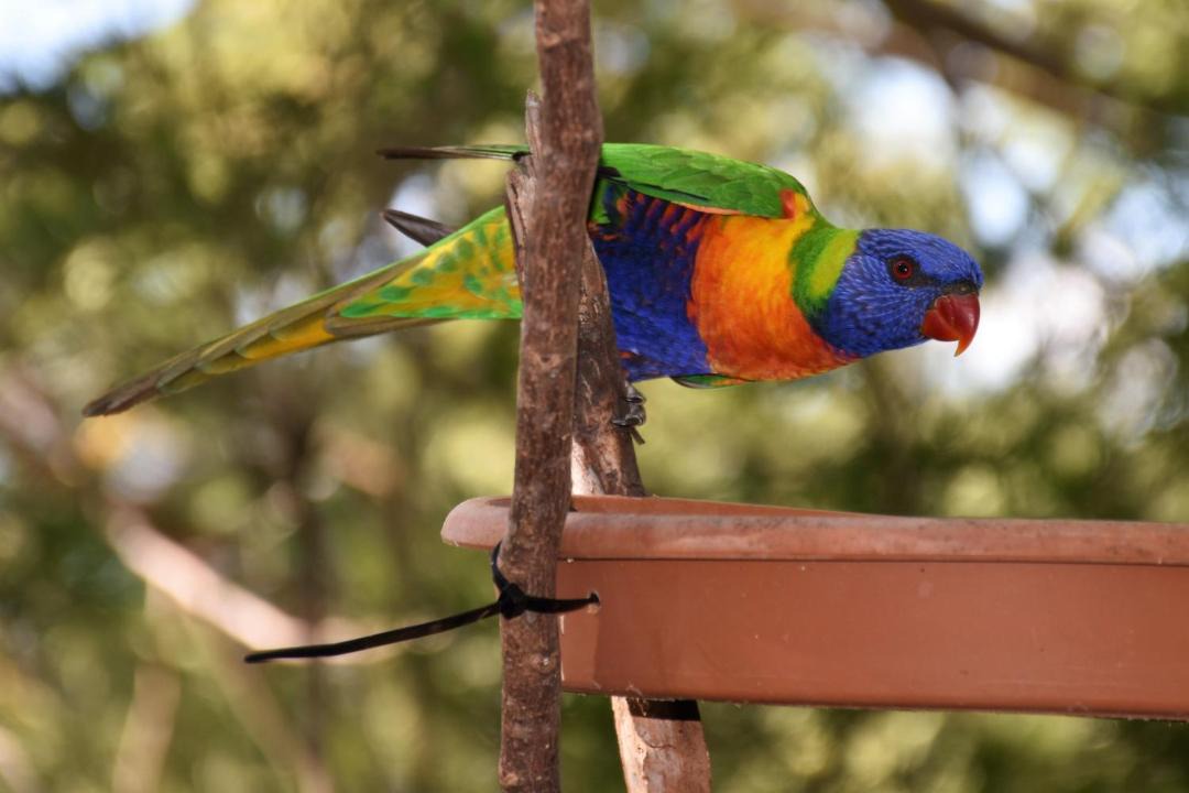 Photo of Others in Mount Larcom