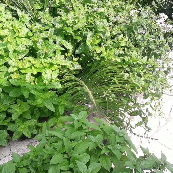 Photo of Outdoor in Livanates