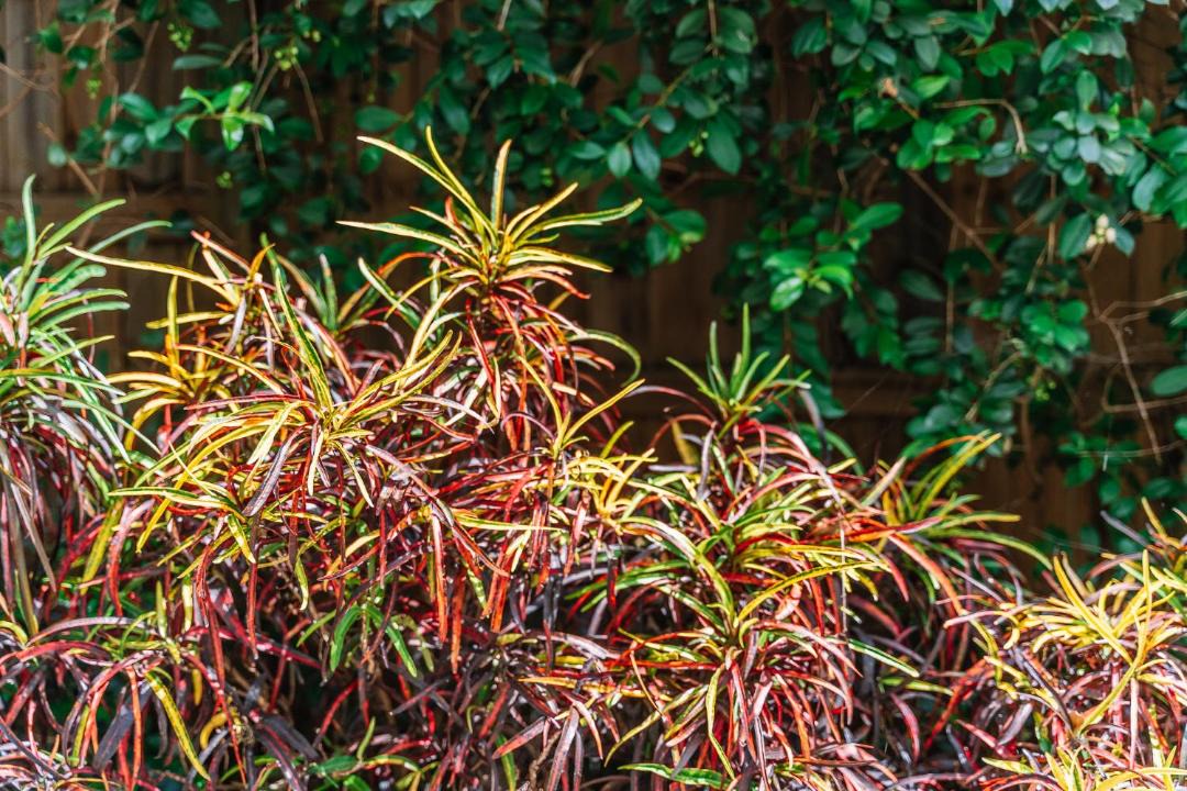 Photo of Outdoor in Balmoral