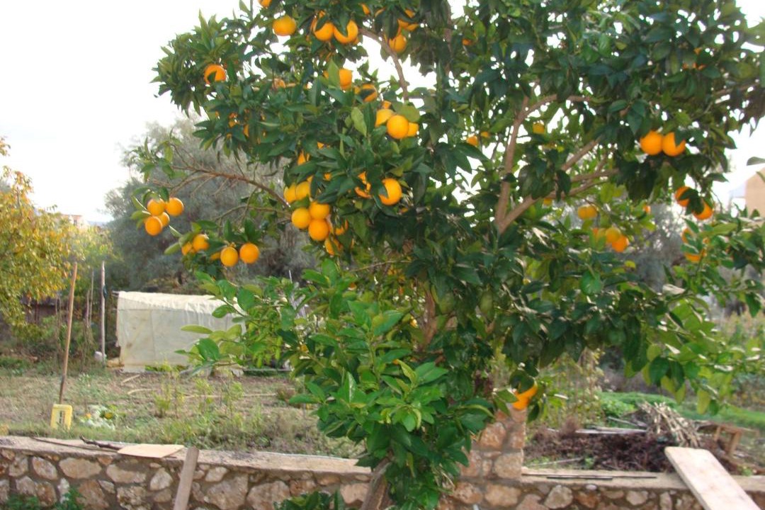 Photo of Others in Nikiana