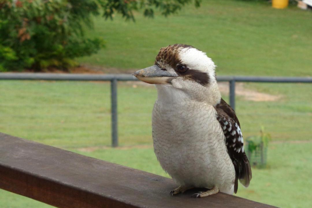 Photo of Others in Eumundi