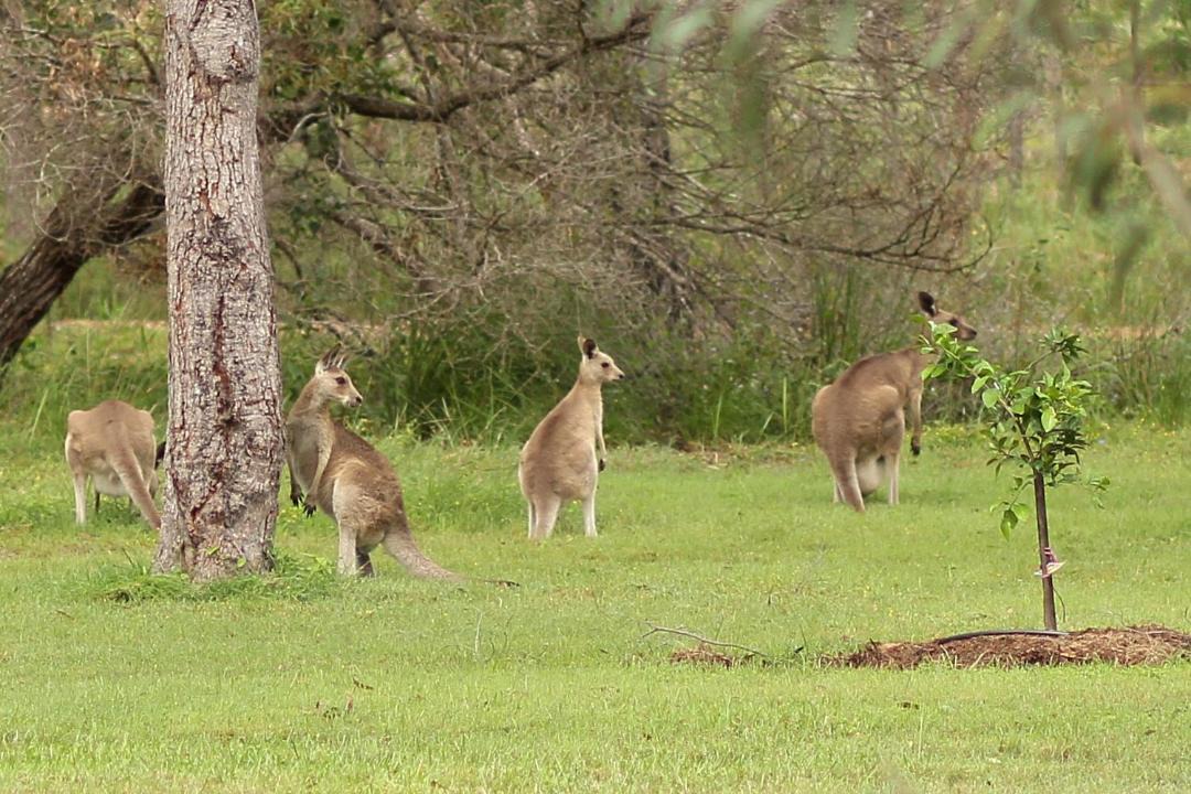 Photo of Others in Agnes Water